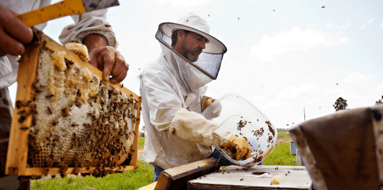 bees