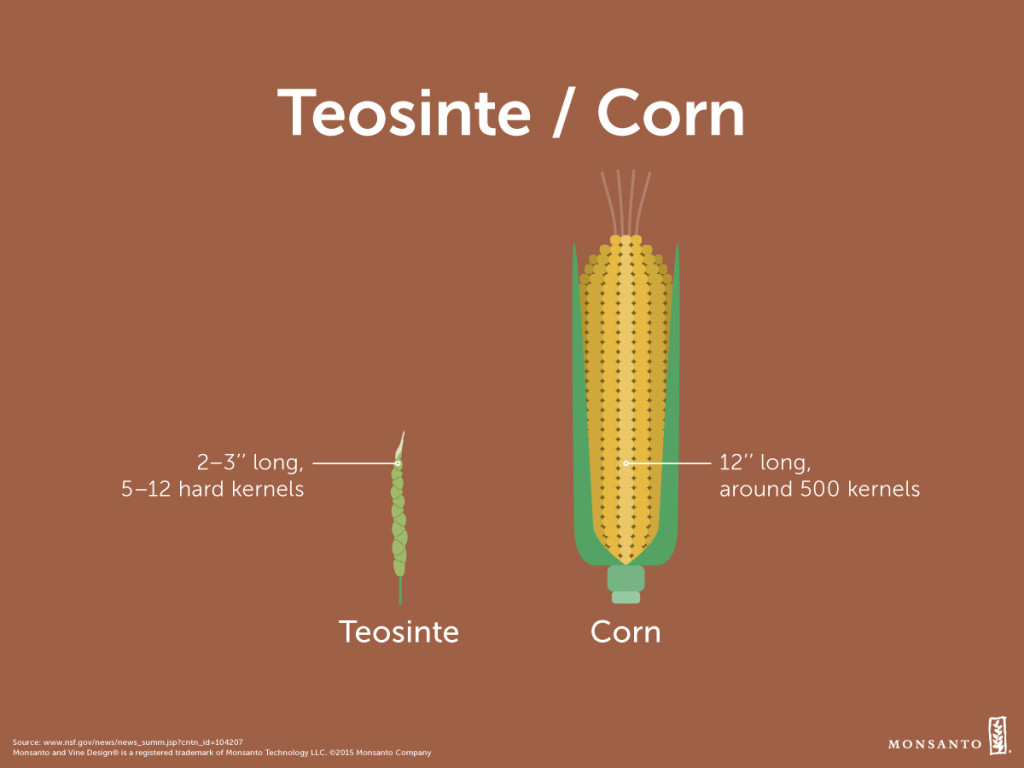 corn species that humans have caused to evolve Evolution - the science of evolution: without being intentionally caused by humans they can also be induced by inferred by comparing amino-acid differences in their myoglobin molecules all three species have the same earlier ancestor (a) (right) phylogeny of the human, the. corn species that humans have caused to evolve Evolution - the science of evolution: without being intentionally caused by humans they can also be induced by inferred by comparing amino-acid differences in their myoglobin molecules all three species have the same earlier ancestor (a) (right) phylogeny of the human, the.