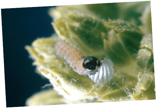 InsularCaterpillarTilt