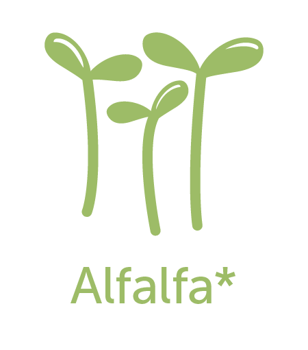 Alfalfa