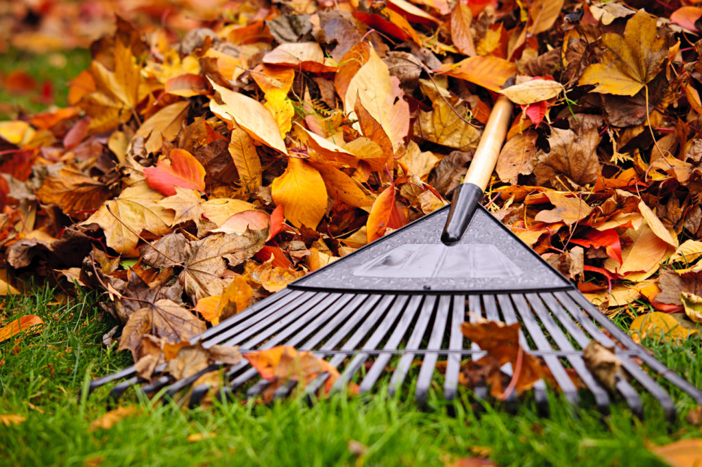Fall leaves in the green grass.